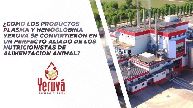 Plasma y hemoglobina YERUVA: los aliados perfectos de los nutricionistas de alimentación animal
