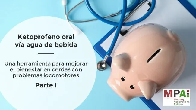 Ketoprofeno oral vía agua de bebida: mejora el bienestar en cerdas con problemas locomotores