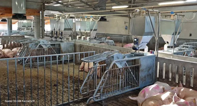 16 alimentatori per la gestazione....avanti, bravo Alessandro