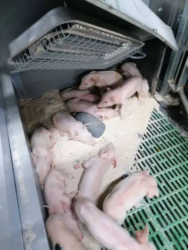 Se c'è caldo abbastanza, possiamo regolare l'apertura del nido.....