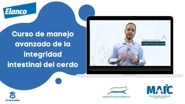 ¿Quieres certificarte como especialista en sanidad instestinal del cerdo?