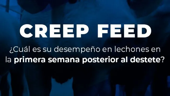 CREEP FEED: Su desempeño en lechones en la primera semana posterior al destete