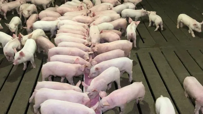 Hydrater les porcelets pour un démarrage réussi en post-sevrage 