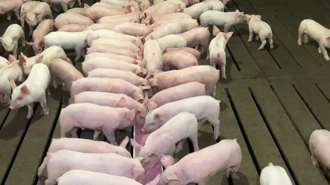 Consiga que los lechones tengan un buen arranque después del destete manteniéndolos hidratados