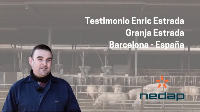 Nedap en gestación en grupo dinámico
