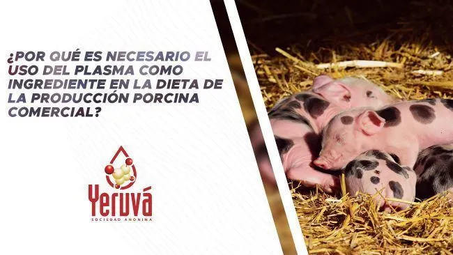 Los beneficios del uso del plasma como ingrediente en la dieta de la producción porcina comercial