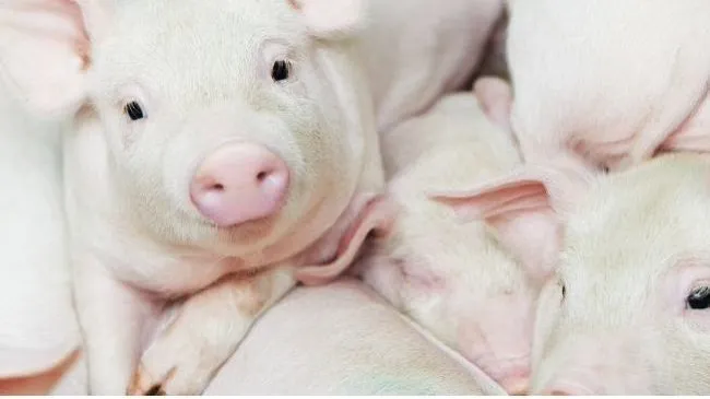 Utilização de Óleos Funcionais na saúde animal