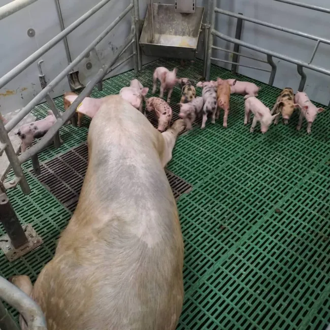 Maternidad confinamiento temporal.