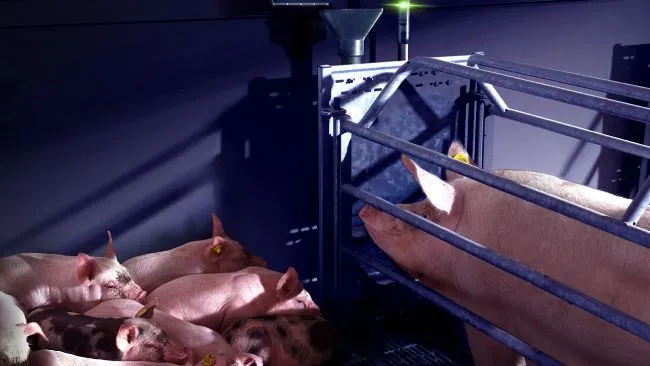4 reasons to take control of sow feed intake