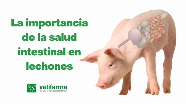 La importancia de la salud intestinal en lechones
