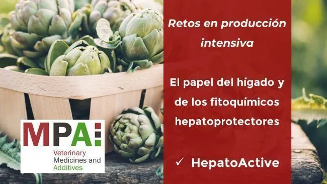El papel del hígado y de los fitoquímicos hepatoprotectores 