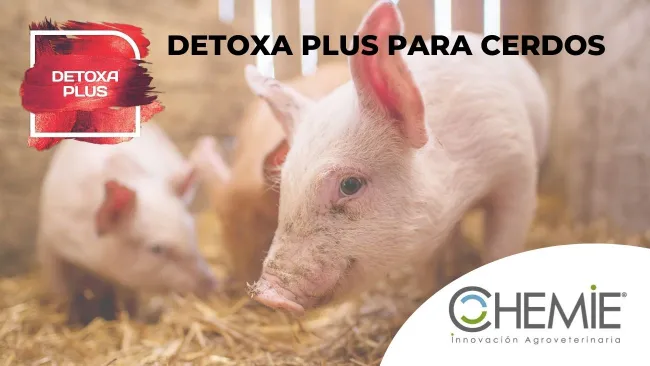DETOXA PLUS® para cerdos