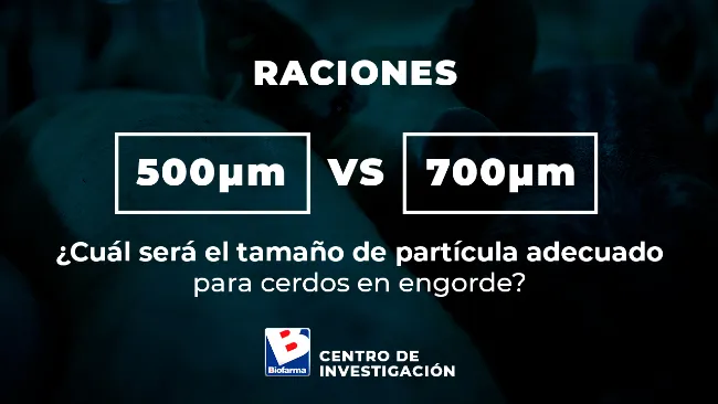 500 vs 700 μm: ¿Cuál será el tamaño de partícula adecuado para cerdos en engorde?