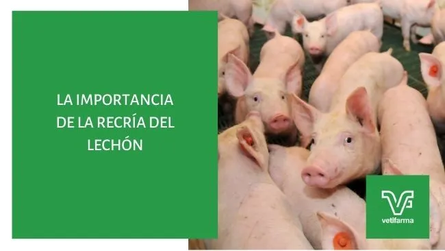 La Importancia de la recría del lechón