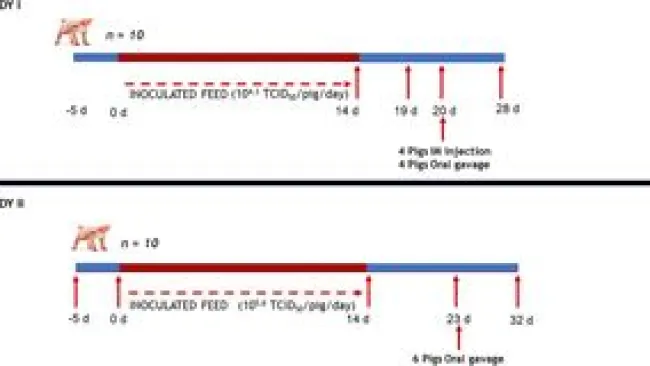 Commercial feed containing porcine plasma spiked with African swine fever virus is not infective in pigs when administered for 14 consecutive days