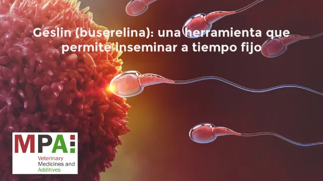 Buserelina: una herramienta que permite inseminar a tiempo fijo