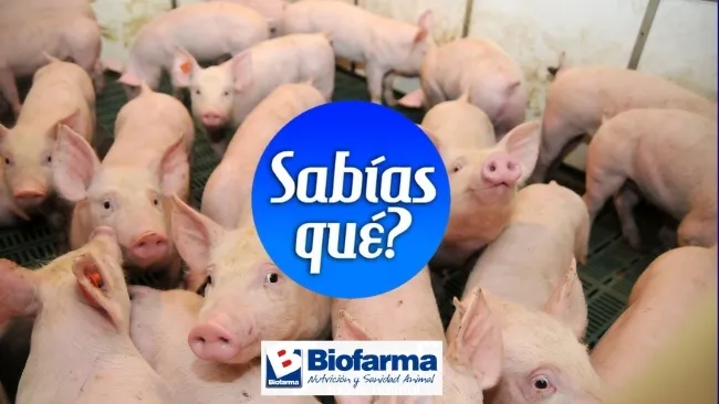 4 tips infalibles de nutrición porcina