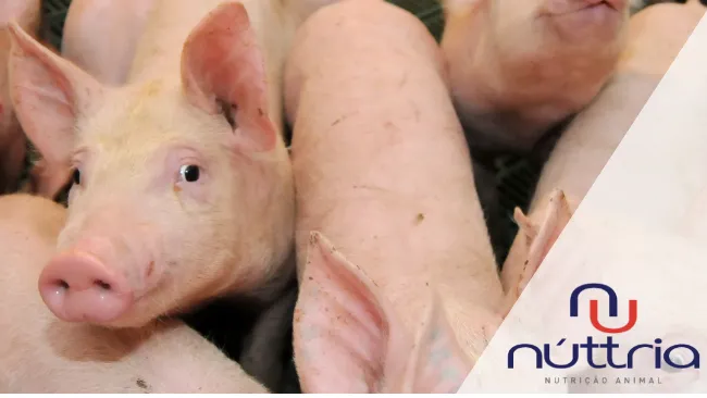Saúde e desenvolvimento intestinal – a importância do “segundo cérebro”