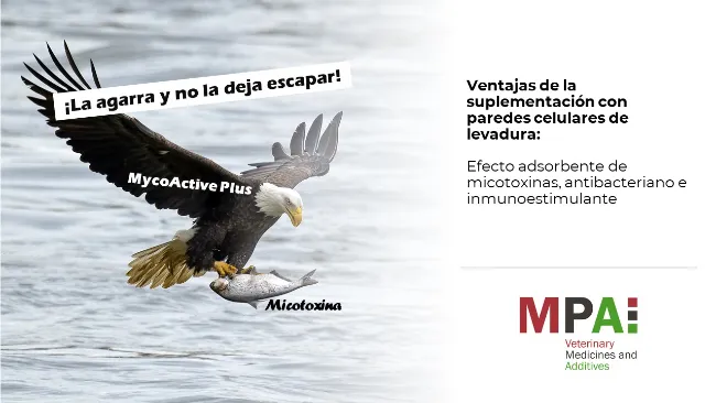 Ventajas de la suplementación con paredes celulares de levadura: efecto adsorbente y ¡más!