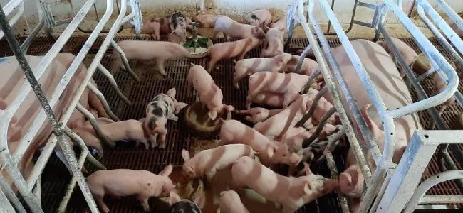 Mixing sows ( piglets)  