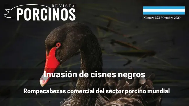Invasión de cisnes negros: Rompecabezas comerciales del sector porcino mundial