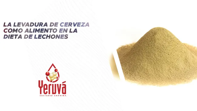 La levadura de cerveza como alimento en la dieta de lechones