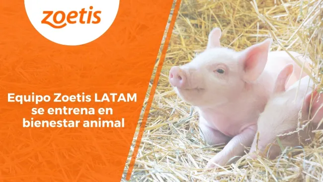 Equipo Zoetis LATAM se entrena en bienestar animal