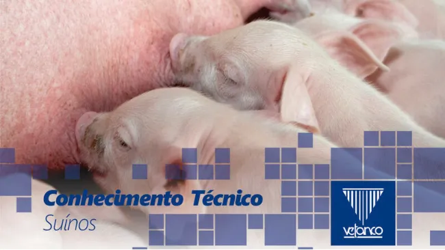 ALTERNATIVA AOS ANTIMICROBIANOS PROMOTORES DE CRESCIMENTO NO CONTROLE DE E. COLI EM LEITÕES