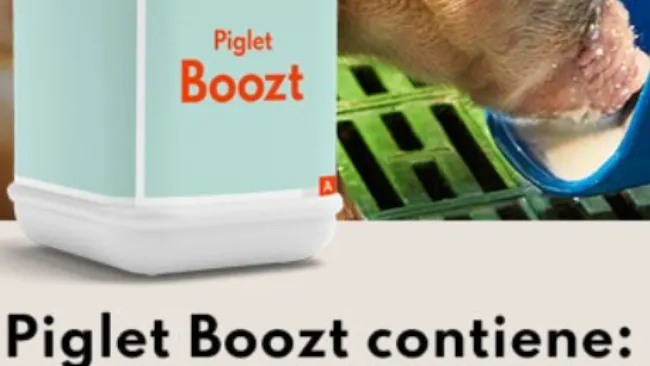 Conosci Piglet Boozt?