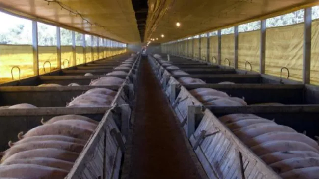 Comedouros lineares e número reduzido de animais por baia melhoram resultados econômicos