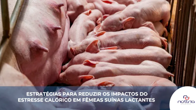 Estratégias para reduzir os impactos do estresse calórico em fêmeas suínas lactantes