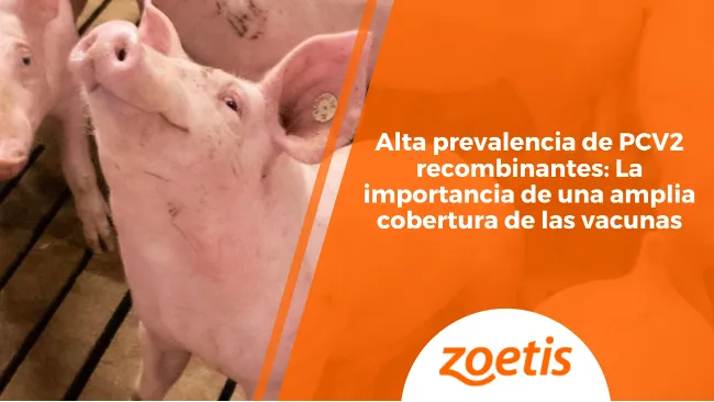 Alta prevalencia de PCV2 recombinantes: La importancia de una amplia cobertura de las vacunas
