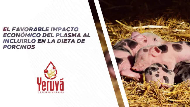 El favorable impacto económico de la inclusión de plasma a la dieta de lechones