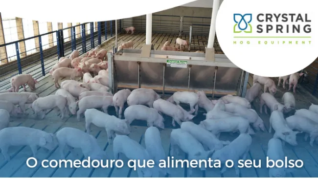 O comedouro que alimenta o seu bolso 