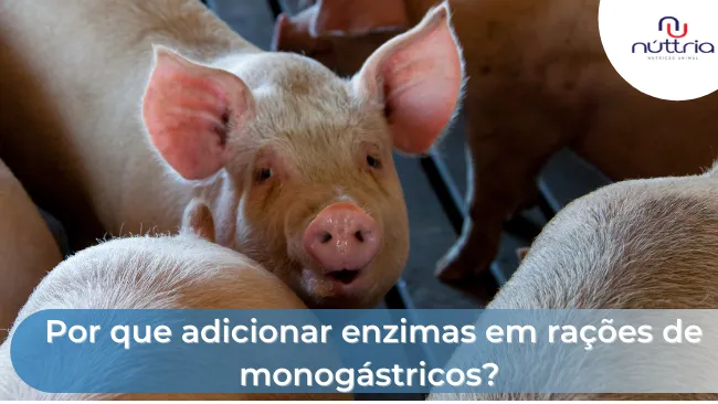 Por que adicionar enzimas em rações de monogástricos?