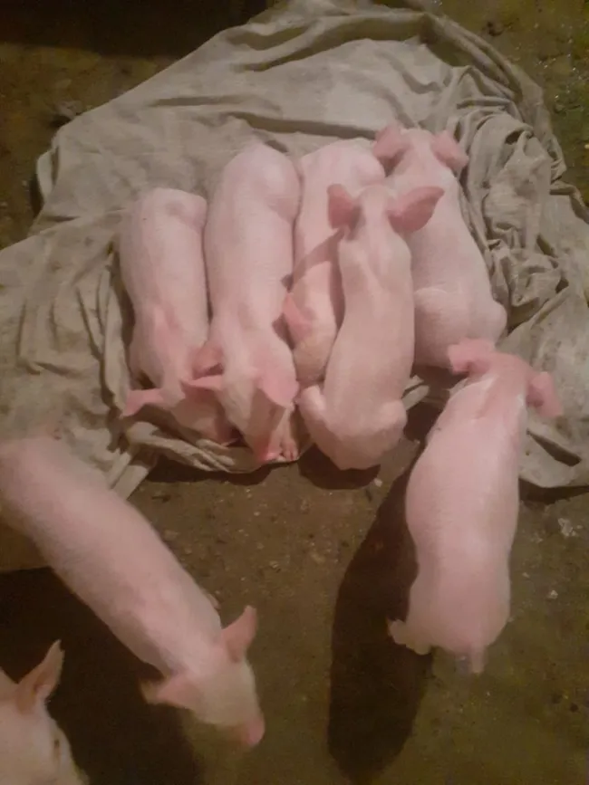 Hijos de Lola