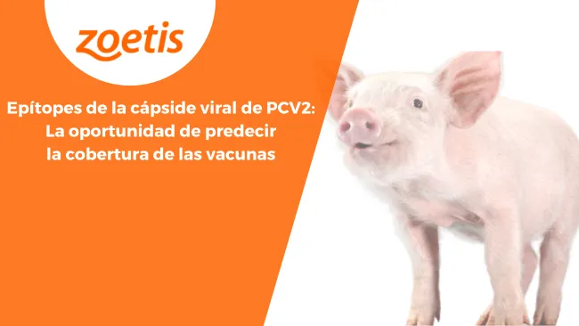 Epítopes de la cápside viral de PCV2