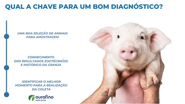 Qual a chave para um bom diagnóstico em suinocultura?