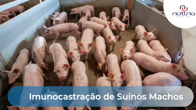 Imunocastração de Suínos Machos