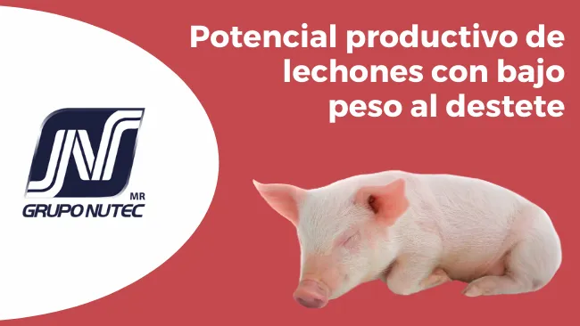 Potencial productivo de lechones con bajo peso al destete