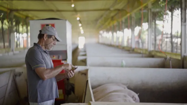 Práticas de bem-estar animal favorece modernização na suinocultura