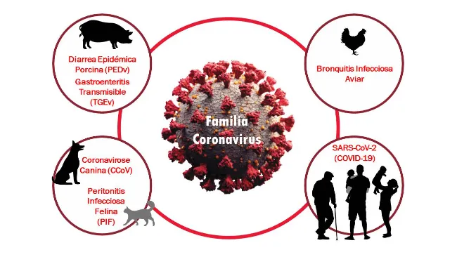 Diferentes tipos de Coronavirus