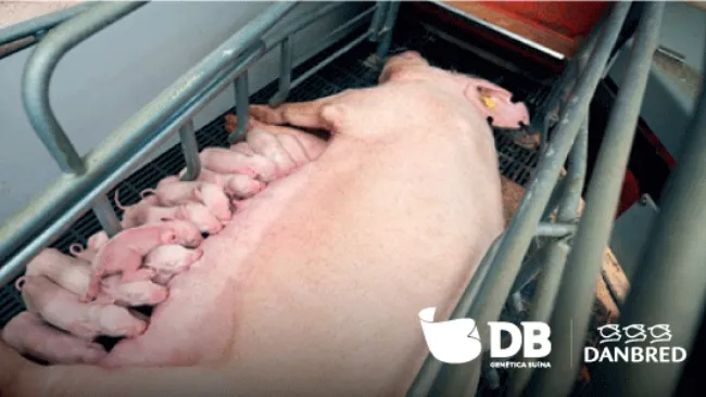 DB-DANBRED ELEVANDO A PRODUÇÃO SUINÍCOLA NACIONAL