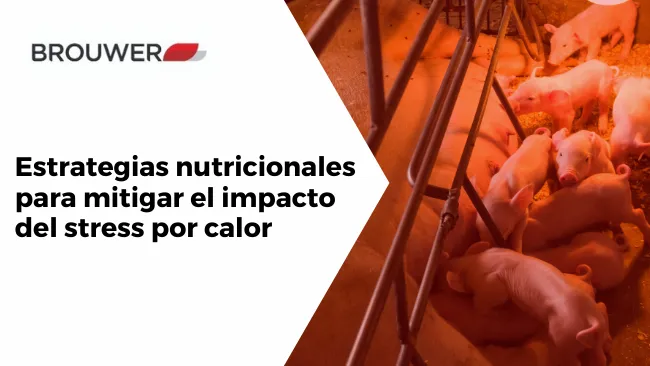 Estrategias nutricionales para mitigar el impacto del stress por calor