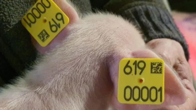 Nacen los primeros lechones Landrace DNA Genetics en España