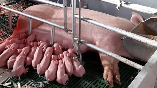 Lattazione: fase basilare per il benessere dei suinetti