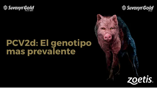 PCV2d: El genotipo más prevalente