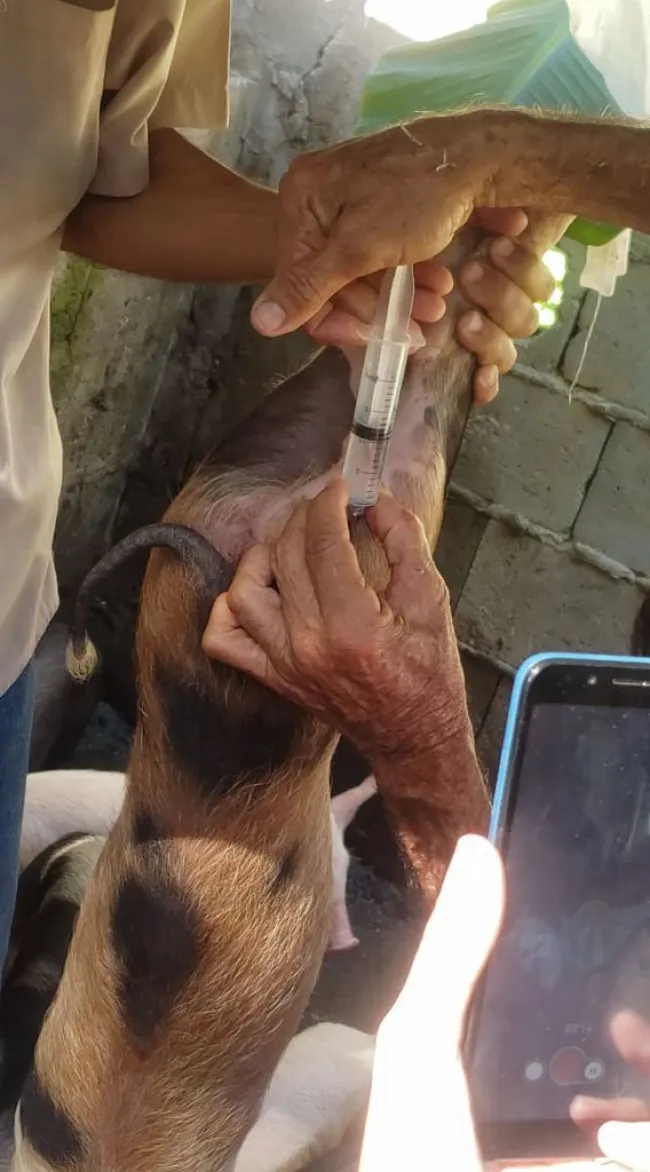 vacunacion de lechones