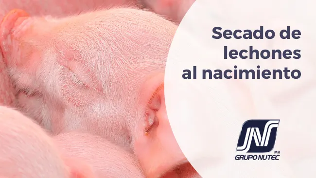 Secado de lechones al nacimiento: Una intervención para reducir el riesgo de mortalidad predestete