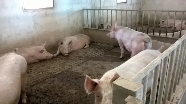 breeding sows | cerdas reproductoras |truies reproductrices | Porcas R...